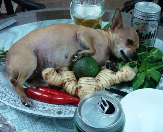 Cụ thể, theo nhiều báo đưa tin UBND TP Hà Nội vừa có văn bản về quản lý việc nuôi, giết mổ, kinh doanh và sử dụng thịt chó, mèo. Thành phố yêu cầu các đơn vị liên quan đẩy mạnh phòng bệnh dại; tuyên truyền để người dân nhận thức được và từ bỏ thói quen ăn thịt chó, mèo.