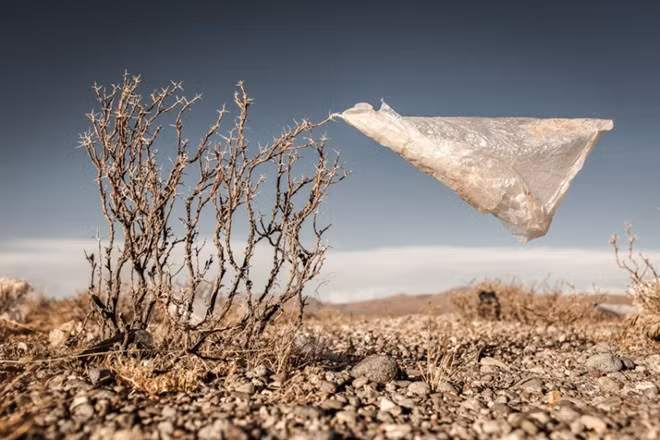 "Cây nhựa" - hình ảnh thường thấy trên những cao nguyên ở Bolivia. Việc chất đống các loại túi nhựa đã gây ra tình trạng thoái hóa đất, khiến cây trồng không sống nổi. Gia súc, gia cầm và động vật hoang dã cũng bị chết vì những ảnh hưởng nguy hại tới môi trường. Ảnh: Eduardo Leal.
