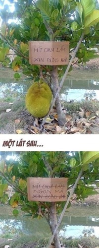 Cuộc đối thoại giữa chủ cây mít và kẻ trộm thông qua tấm biển khiến nhiều người đọc phải ôm bụng cười lăn lóc.