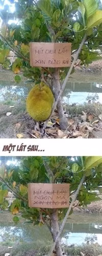 Cuộc đối thoại giữa chủ cây mít và kẻ trộm thông qua tấm biển khiến nhiều người đọc phải ôm bụng cười lăn lóc.