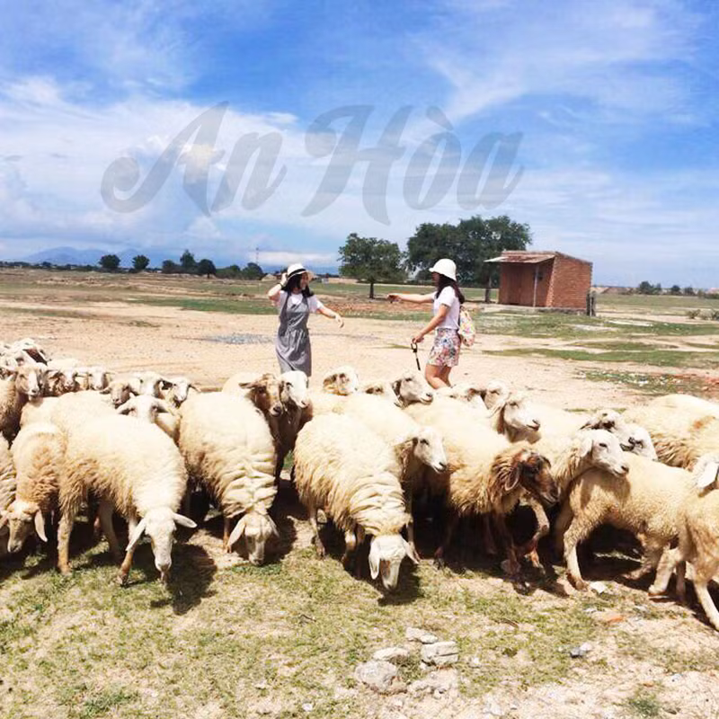 Đến với đồng cừu tại Ninh Thuận, các bạn trẻ sẽ được tham quan, ngắm cảnh, chụp ảnh cừu và trải nghiệm cuộc sống của dân du mục đích thực. Bên cạnh đó, bạn cũng được chiêm ngưỡng cảnh đẹp, tận hưởng cảm giác thoải mái tự tại nơi thảo nguyên lộng gió, thưởng thức món thịt cừu ngon nổi tiếng, gặp gỡ những người dân chân chất thật thà của vùng đất Ninh Thuận đầy nắng và gió.