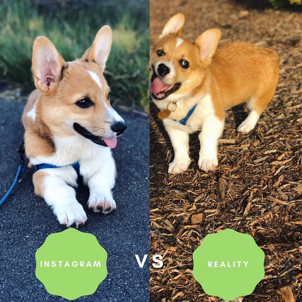 Không chỉ có các cô, cậu chủ mới chụp ảnh sống ảo mà các thú cưng cũng được đưa vào cuộc sống ảo trên MXH.