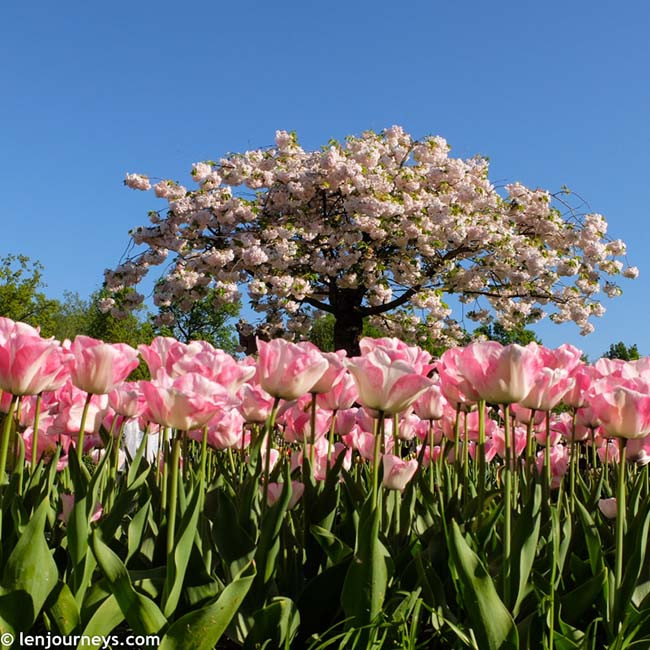 Khu vườn rộng khoảng 28 héc-ta và được thiết kế cực công phu với những luống hoa dọc theo lối đi, thảm hoa xung quanh hồ nước và cả một cối xay gió.