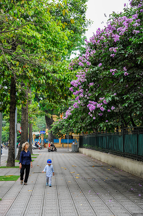 Hình ảnh rất bình yên của hai bà cháu dưới tán cây bằng lăng.