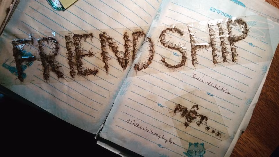 Tuy là những con vật có hại và bị chán ghét, tuy nhiên khi qua tay các dân mạng, trông muỗi và gián cũng khá đáng yêu. Không thể phủ nhận các bạn trẻ này có tài vì người ta thấy là vứt đi cho bằng được, đằng này còn giữ lại xếp hình làm kỉ niệm.