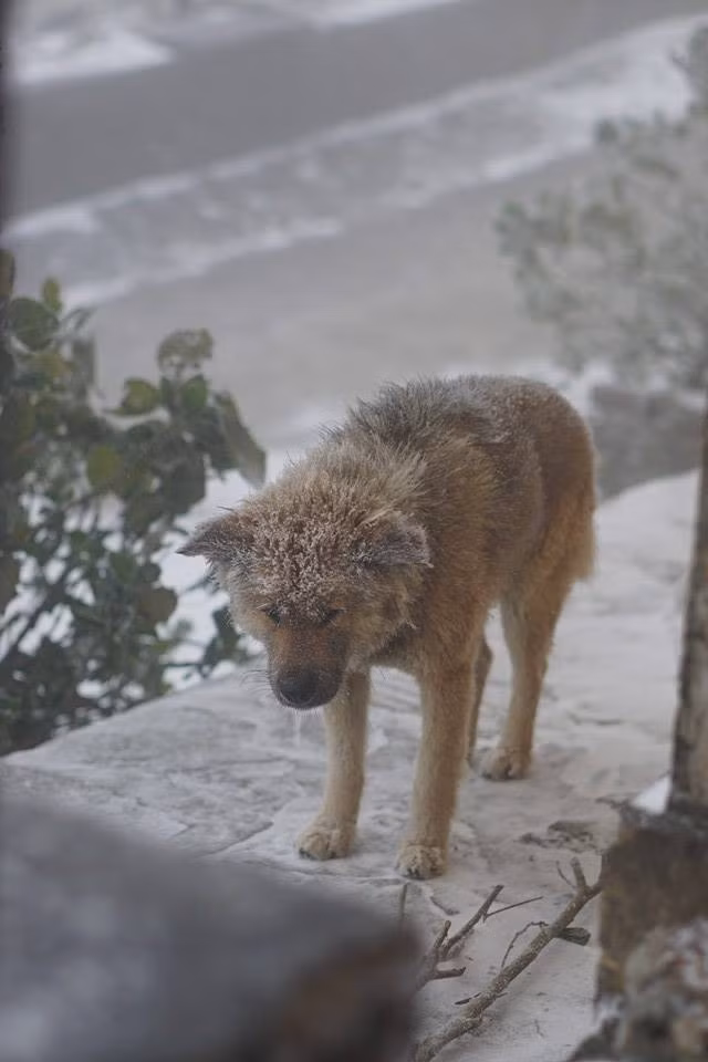 Được biết, những bức ảnh này được chụp tại đỉnh Mẫu Sơn - Lạng Sơn trong điều kiện thời tiết -3 độ C. Theo chia sẻ của người đăng tải bức ảnh, vì hư, mắc lỗi gì đó nên chú chó đã bị chủ phạt bằng cách bắt đứng ra ngoài trời lạnh.