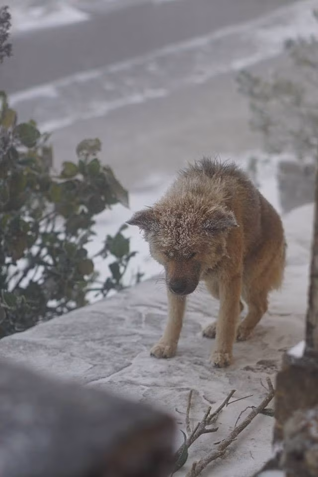 Băng giá cũng đông cứng trên lông chú chó tội nghiệp, nó vẫn đứng co ro trước cửa nhà mà không dám bỏ đi nơi khác.