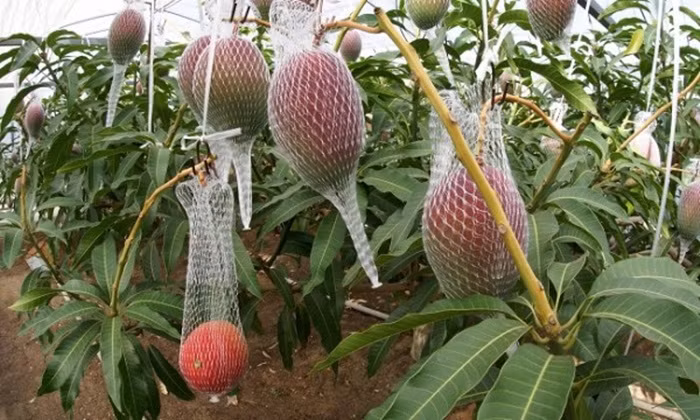 Trái xoài được giữ cẩn thận trên cây.