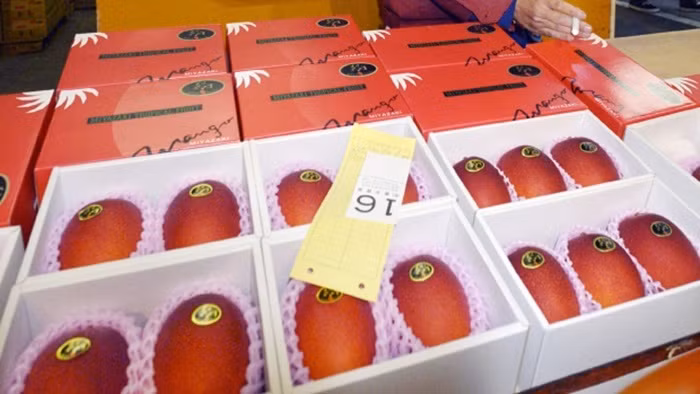 Cặp xoài nói trên đạt danh hiệu "Taiyo no Tamago". Để đạt danh hiệu này, xoài phải vượt qua sự xét duyệt khắt khe, nặng trên 350g và có độ ngọt nhất định.