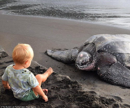 Gia đình trẻ đã trải nghiệm rất nhiều hoạt động trong hành trình du lịch khắp thế giới, như bơi cùng cá nhà táng hay xem rùa đẻ trứng ở Dominica.
