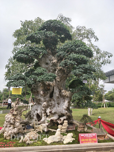 Nói về ý nghĩa của cây kiểng mà gia đình mình đã sở hữu, anh Hòa cho hay: "Duối kiểng của tôi được các nghệ nhân trong nghề cây đặt là "Lão mai đại thọ", bởi theo sách cổ về các thế đẹp của cây, cái tên "Lão mai đại thọ" có nghĩa là một người cha có rất nhiều con cháu, phần trên ngọn cây là hai cái tay xòe ra, bên dưới là các con cháu".