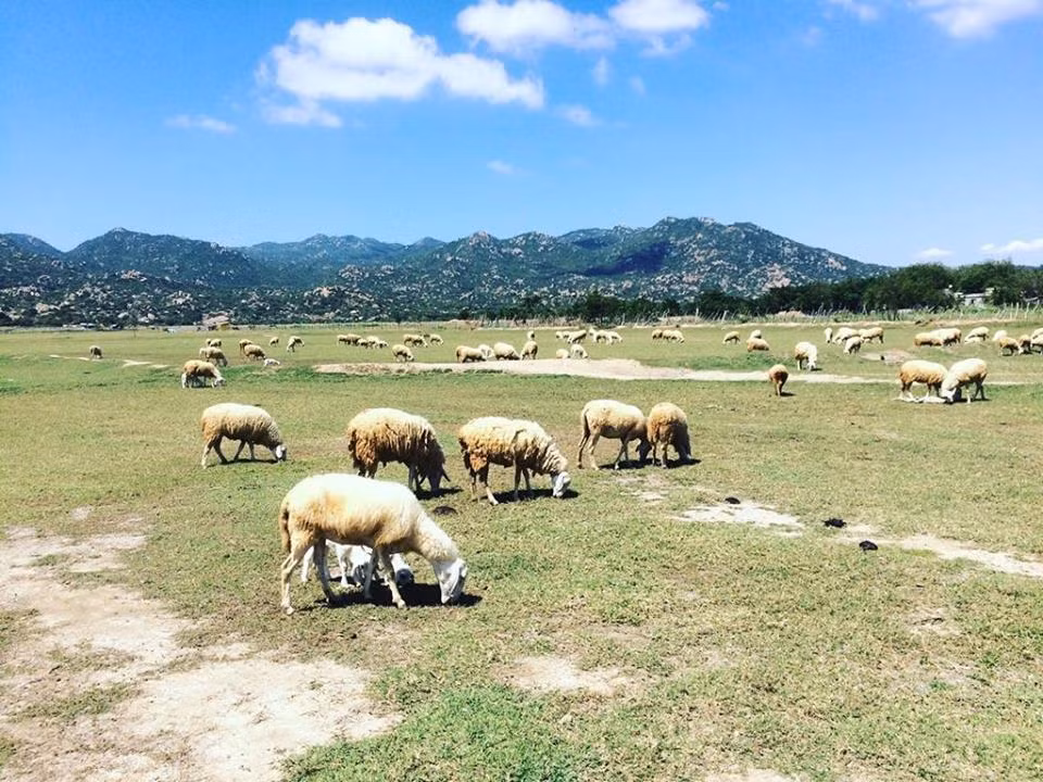 Ninh Thuận là xứ sở của dê, cừu, bò nên bạn sẽ dễ dàng gặp được chúng từ đường đi, trên các tảng đá núi hay trên trang trại đồng cỏ mênh mông. Cũng chính những loài vật này làm cho nơi đây càng giống với cánh đồng cỏ Nội Mông phương Bắc xa xôi.