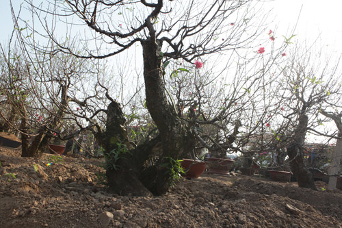 Mỗi gốc đào lũa được chủ vườn cho thuê với giá dao động từ 20 triệu - 100 triệu đồng, tùy thuộc vào độ tuổi, dáng dấp của gốc đào.