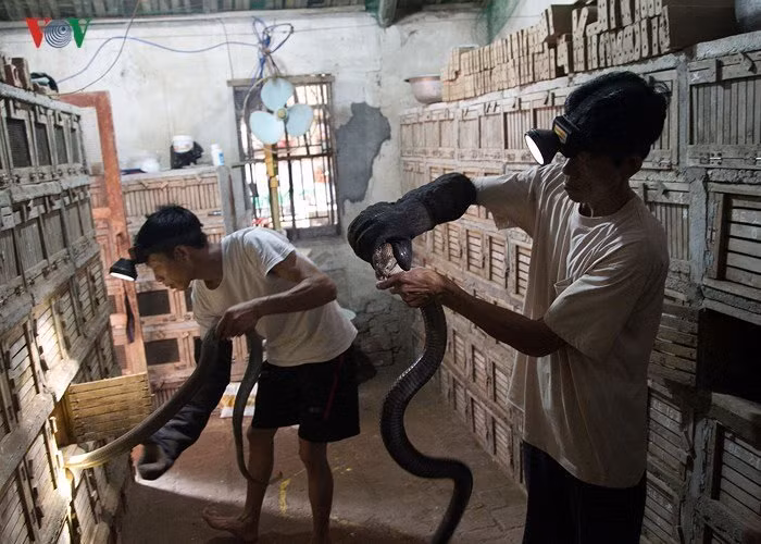 Xã Vĩnh Sơn, huyện Vĩnh Tường, tỉnh Vĩnh Phúc được biết đến là nơi nuôi rắn nổi tiếng ở miền Bắc. Ở đây, nuôi rắn là nghề truyền thống, cả xã có hơn 80% hộ nuôi và kinh doanh rắn hổ mang.