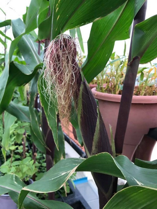 Bắp tím, bụp giấm, chùm ruột, cây siro... là những loại cây đặc biệt trong vườn nhà chị Hiền.