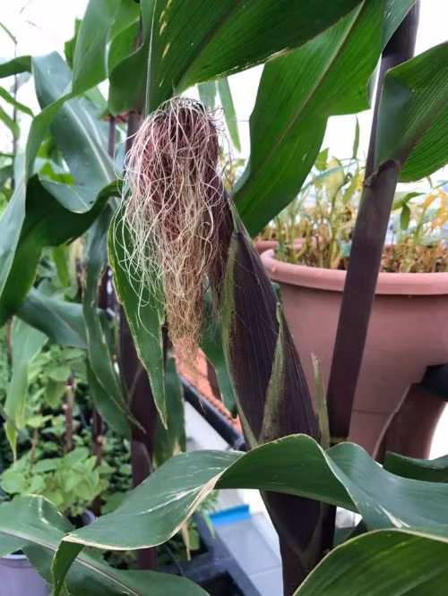 Bắp tím, bụp giấm, chùm ruột, cây siro... là những loại cây đặc biệt trong vườn nhà chị Hiền.