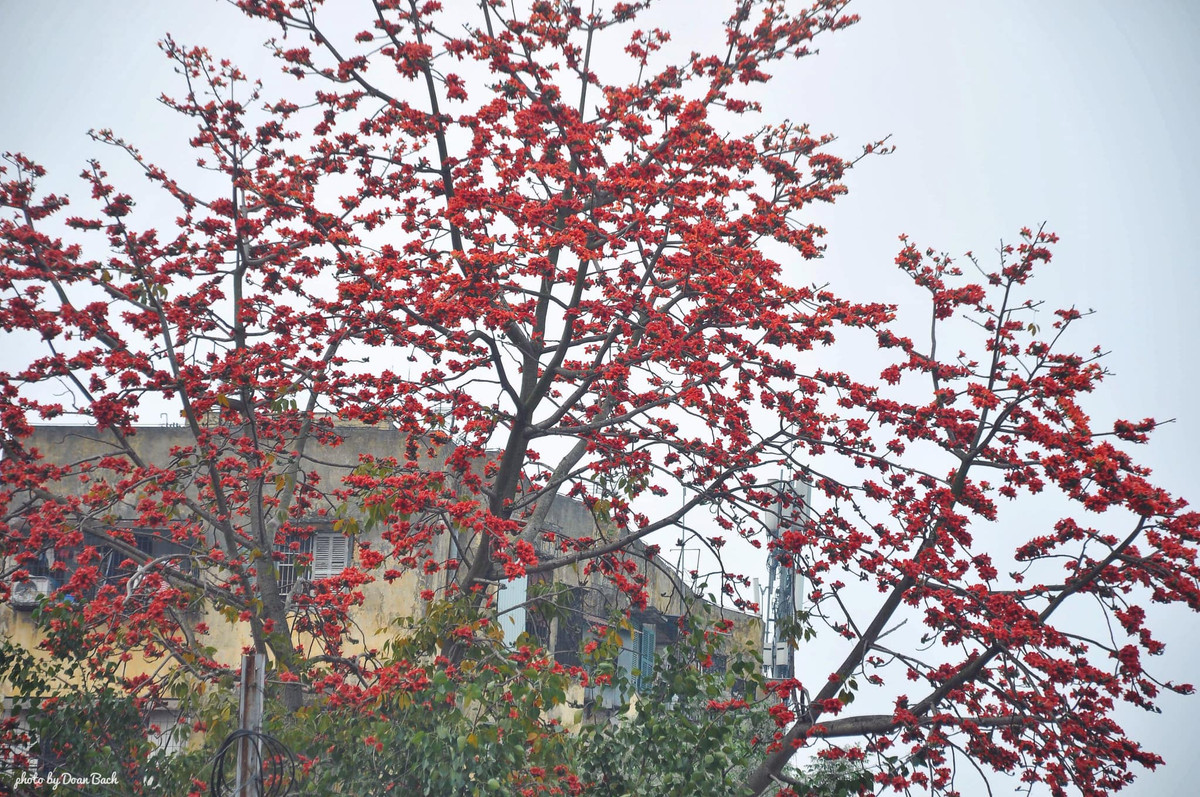 Không chỉ có giữa lòng Thủ đô, hoa Gạo loài hoa thân thuộc với người dân vùng đồng bằng Bắc Bộ mà hầu như làng nào cũng có một cây gạo ở đầu làng.
