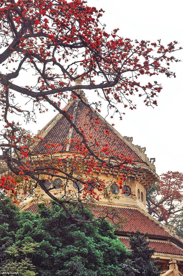 Mỗi mùa tháng Ba, những sắc hoa Gạo lại bừng sáng khiến người ta phải nao lòng. Hình ảnh những cây Gạo đỏ rực góc phố Hà Nội tạo nên cảnh sắc đẹp đến nao lòng.