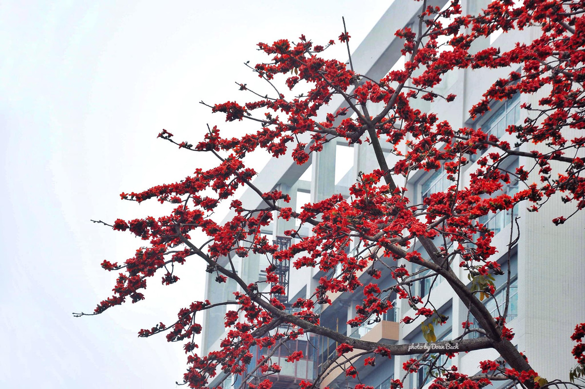 Hoa xuất hiện đúng thời điểm, là sự báo hiệu của những ngày rét cuối đông sắp qua đi. Hoa gạo cũng là một trong những loài hoa gây thương nhớ với những nhạc sĩ, nhà thơ, họa sĩ, đặc biệt là nhiếp ảnh gia Việt.