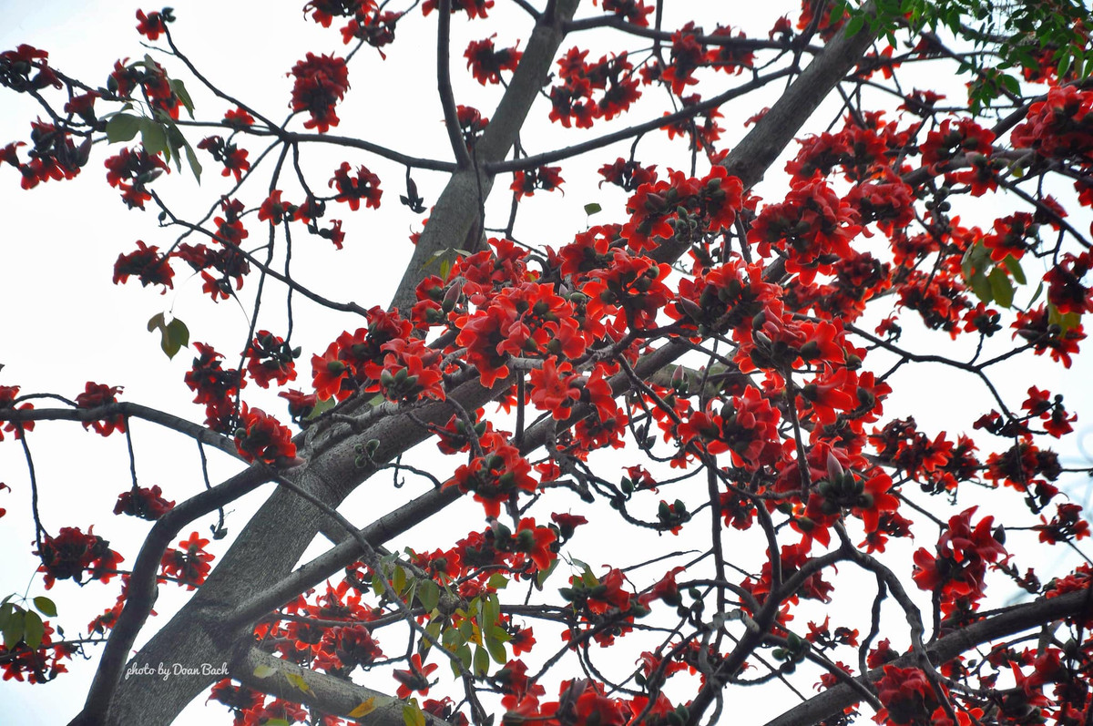 Sự kết hợp hài hòa của hoa, những con đường tạo nên cảnh đẹp như trong tranh.