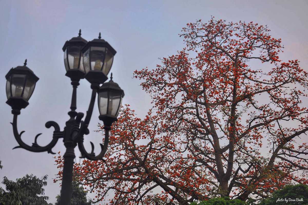 Nằm trong khuôn viên Bảo tàng Lịch sử Quốc gia, những "bông lửa đỏ" phối giữa nét trầm mặc của tòa nhà cổ dễ khiến ai đi qua cũng nao lòng.