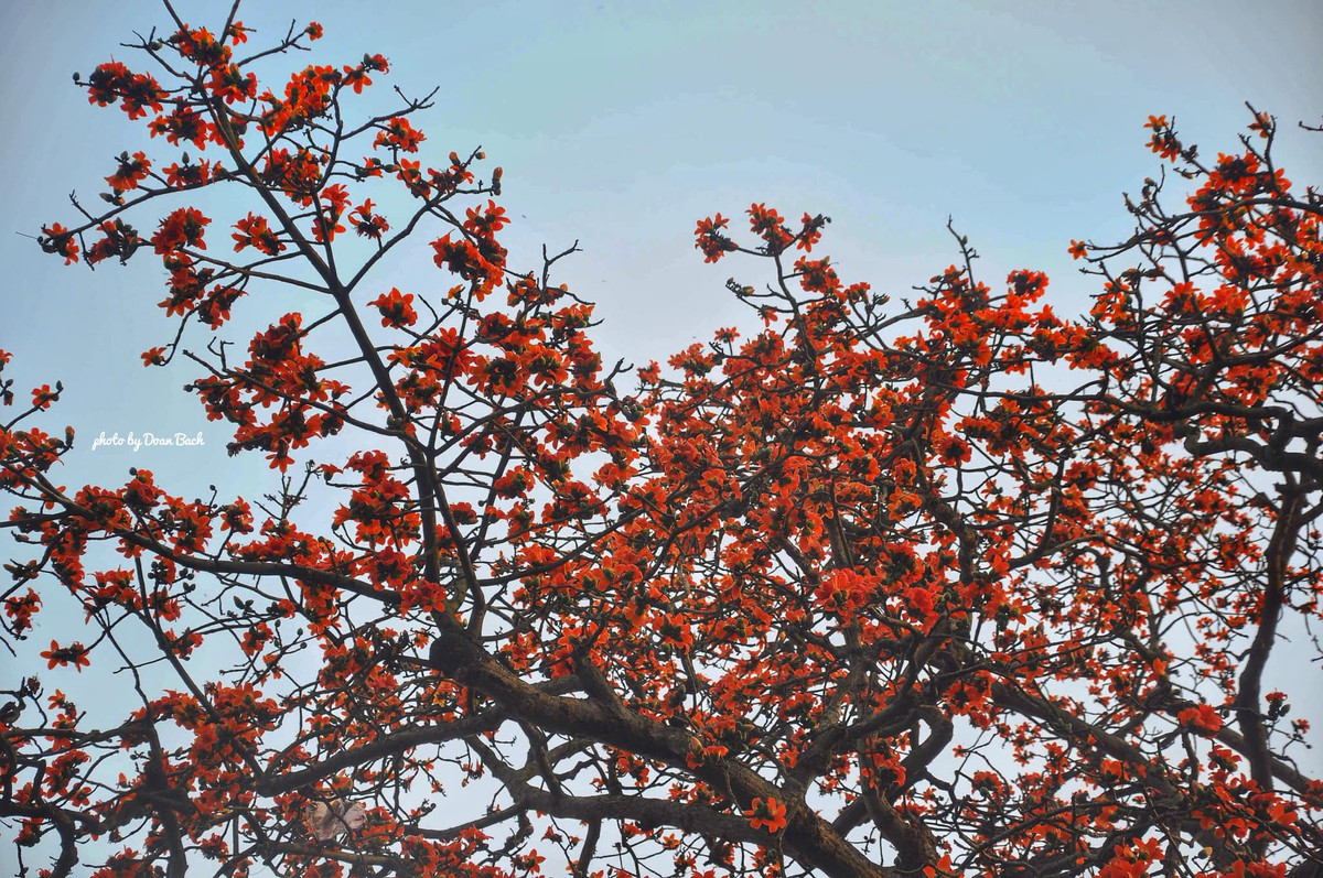 Cây hoa Gạo hay còn gọi là hoa mộc miên, mỗi năm hoa chỉ nở một lần vào khoảng tháng 3 Dương lịch.