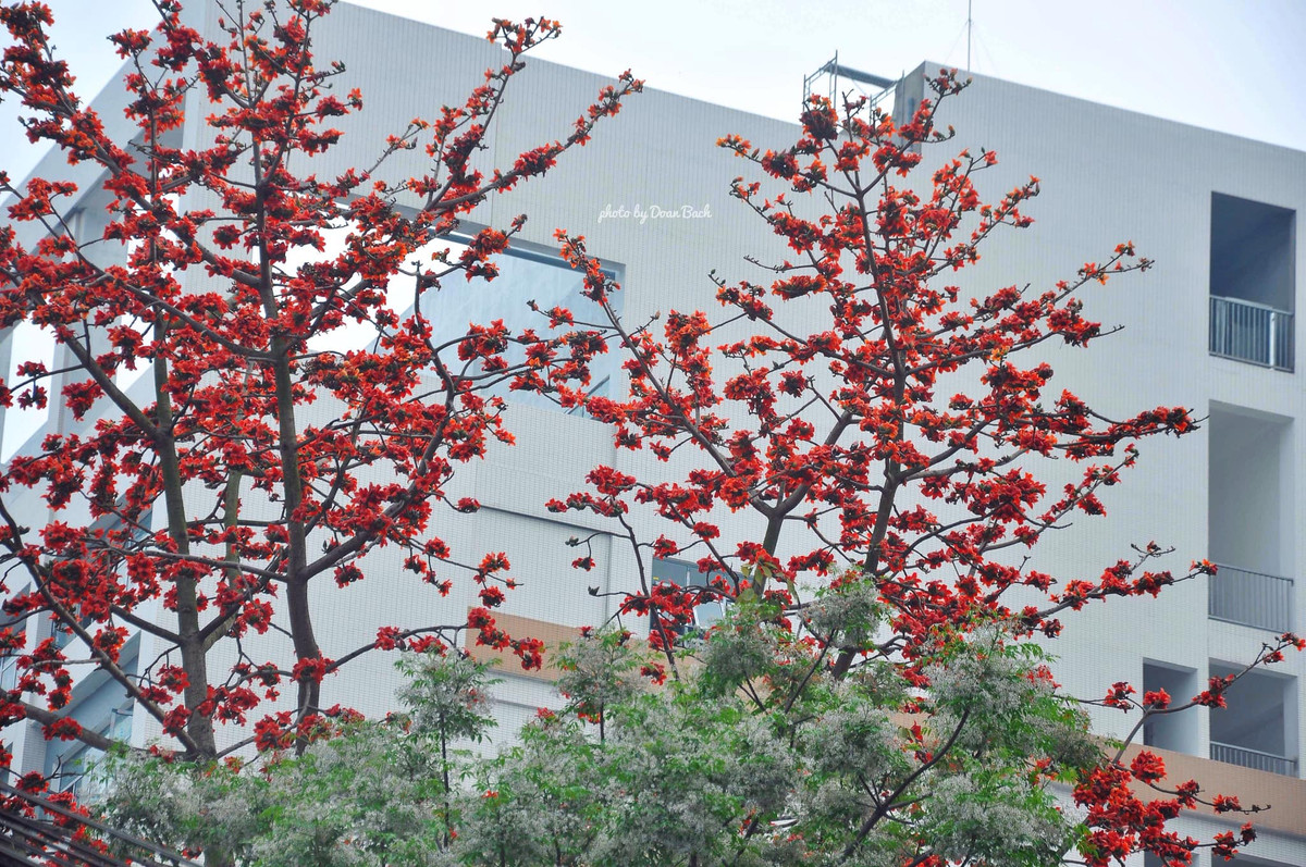 Những góc phố như Trần Nhật Duật, những ngày này, trên những dáng cây khẳng khiu, hoa Gạo nở thành chùm đỏ tươi trên lưng trời.