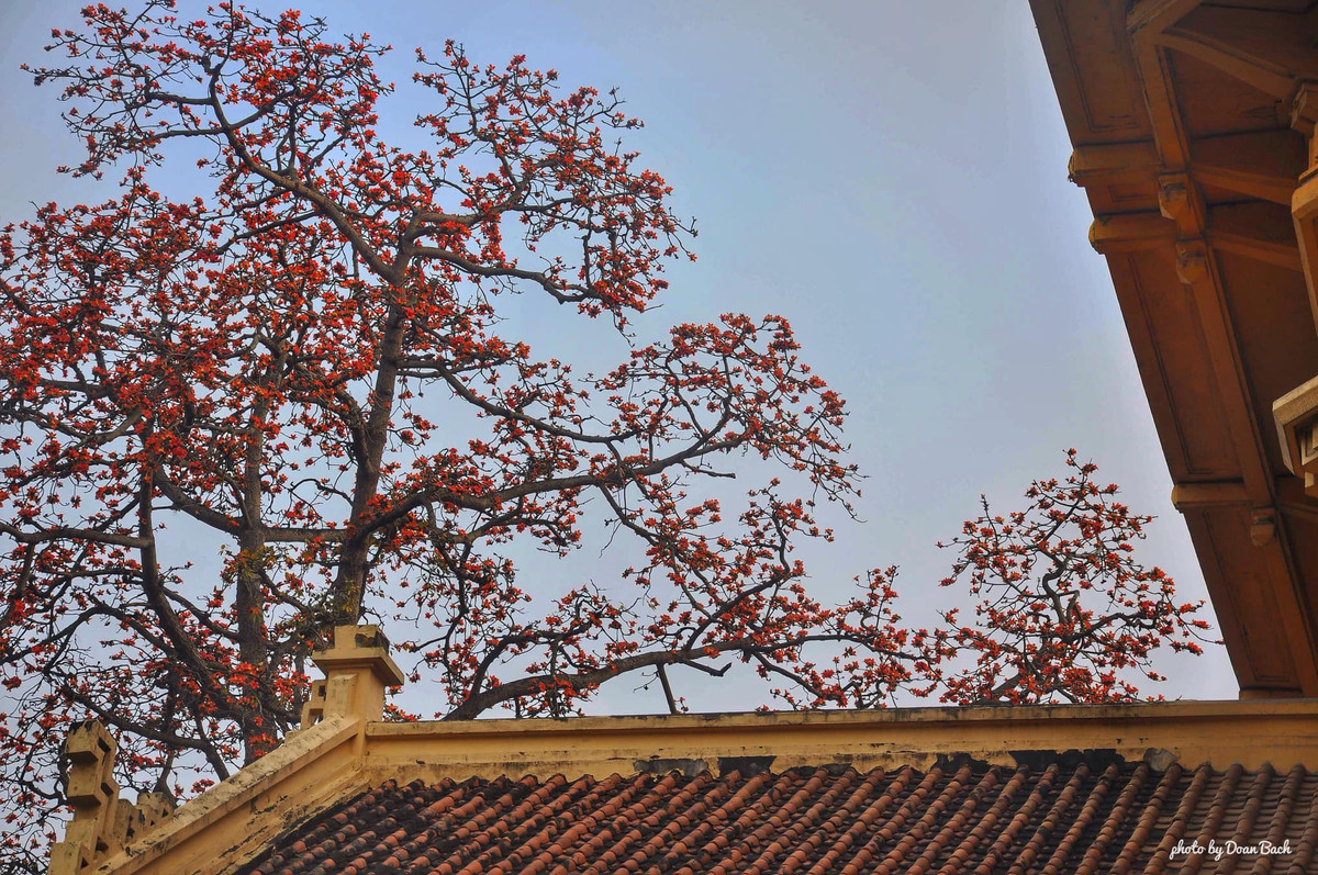 Dẫu cây ẩn mình, màu sắc rực rỡ ấy vẫn luôn tự tìm cách nổi bật trên nền trời xanh, bên cạnh những ngôi nhà cổ kính.