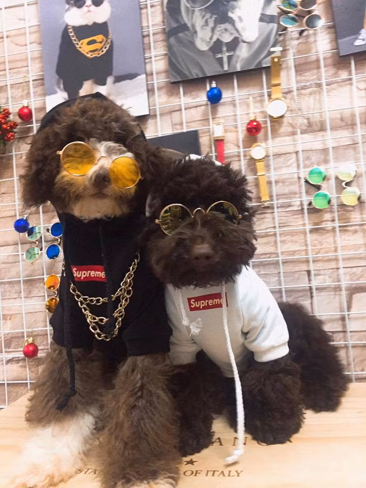 Thậm chí khi khoác lên mình những bộ đồ sành điệu, thú cưng còn khiến các cô, cậu chủ ghen tỵ vì quá đẹp. Nhiều người còn hay đùa vui với nhau rằng: "Quần áo của người nhiều lúc bỏ ra vài trăm ngàn sắm còn phải suy nghĩ nhưng riêng với những người yêu chó, họ sẵn sàng bỏ ra triệu bạc mua liền vài bộ".