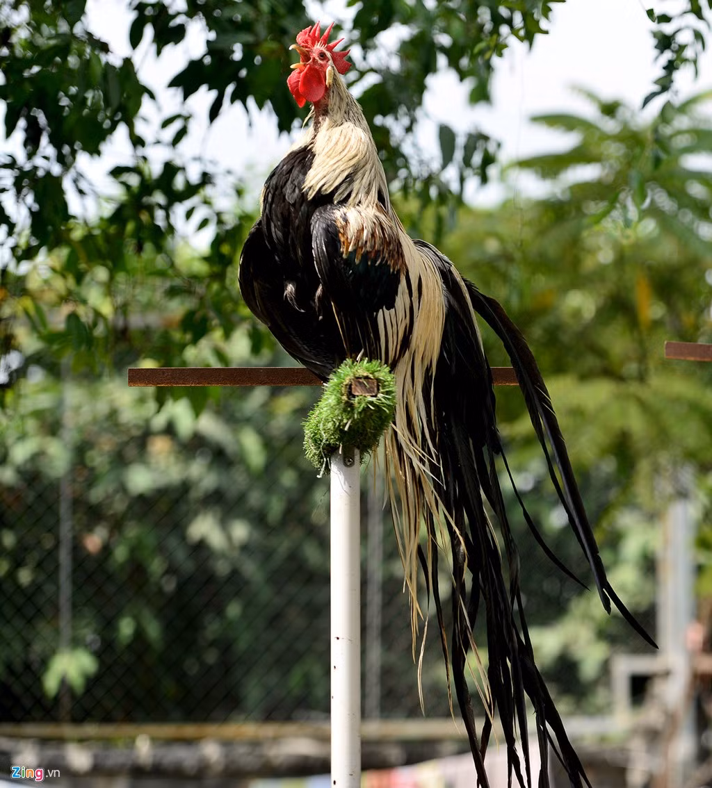 Điểm khác đặc biệt và rất nổi bật là khi gà trống trưởng thành có bộ đuôi dài. Ước tính mỗi năm đuôi gà sẽ dài thêm 1-1,5 m tùy cách chăm sóc.
