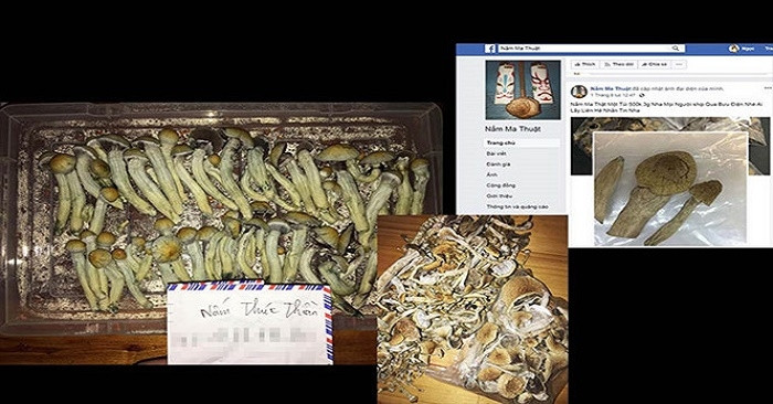 Nấm gây ảo giác là loại ma túy cực nguy hiểm. Dù là loại nấm tự nhiên nhưng nó lại mang đến thứ ảo giác khiến người dùng rơi vào trạng thái không nhớ mình là ai, thậm chí là hôn mê sâu.