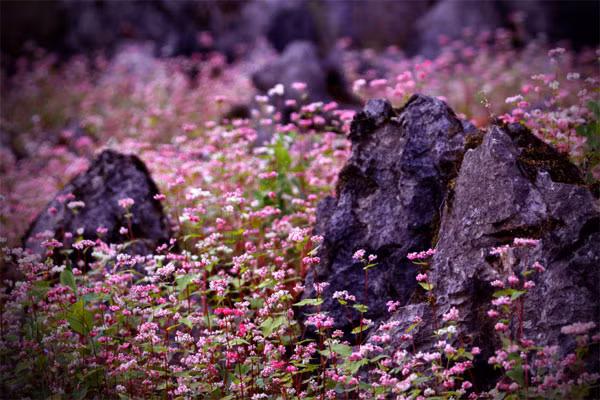 Đến với Hà Giang ngoài chiêm ngưỡng vẻ đẹp của loài hoa tam giác mạch, du khách còn được tham quan những địa điểm nổi tiếng khác nơi địa đầu của Tổ quốc như: Cột cờ Lũng Cú – điểm cực Bắc của Tổ Quốc, núi đôi Quản Bạ, cao nguyên đá Đồng Văn, dinh thự “Vua Mèo” – Vương Chí Sình.