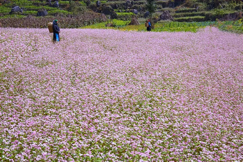 Tháng 11 trên những sườn núi ở vùng cao nguyên đá Hà Giang khi mùa vàng của ruộng bậc thang đã gần gặt xong, có một sắc màu khá lạ, đó là hồng phớt của hoa tam giác mạch.