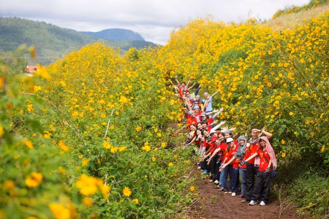 Ba Vì không nổi tiếng như hoa dã quỳ Đà Lạt, nhưng Ba Vì cũng có mùa hoa dã quỳ và nơi đây biến thành màu vàng tươi mới trong cái nắng ảm đạm của những ngày đầu chớm đông của miền Bắc.