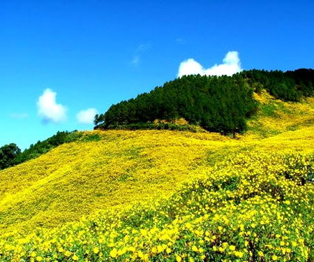 Đến Pleiku vào thời điểm này, con đường dẫn vào vào Biển Hồ (Pleiku) cũng trở nên quyến rũ và thi vị hơn bởi sắc vàng của hoa dã quỳ.