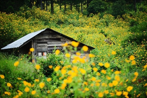 Đà Lạt là địa điểm ngắm hoa dã quỳ được các bạn trẻ tại miền trung chọn tới nhiều nhất. Vào thời điểm đầu tháng 11 trên khắp các triền đồi, các cung đường dẫn lên cao nguyên Đà Lạt đều tràn ngập trong sắc vàng rực của hoa dã quỳ.