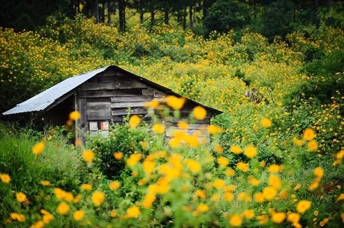 Đà Lạt là địa điểm ngắm hoa dã quỳ được các bạn trẻ tại miền trung chọn tới nhiều nhất. Vào thời điểm đầu tháng 11 trên khắp các triền đồi, các cung đường dẫn lên cao nguyên Đà Lạt đều tràn ngập trong sắc vàng rực của hoa dã quỳ.