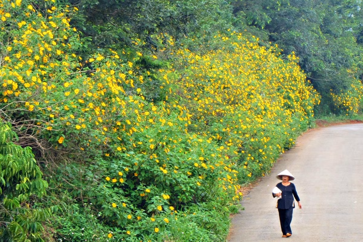 Để ngắm được loài hoa nhẹ nhàng nhưng vô cùng đẹp mắt này tại Điện Biên, bạn hãy đi dọc tuyến đường Mường Phăng để chiêm ngưỡng và ghi lại hình ảnh những con đường vàng rực hoa dã quỳ.