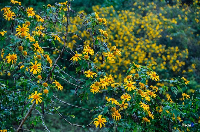 Với Lạng Sơn các bạn có thể ngắm hoa dã quỳ nở ở đoạn đèo Sài Hồ, đoạn nằm giữa huyện Chi Lăng và Lạng Sơn.