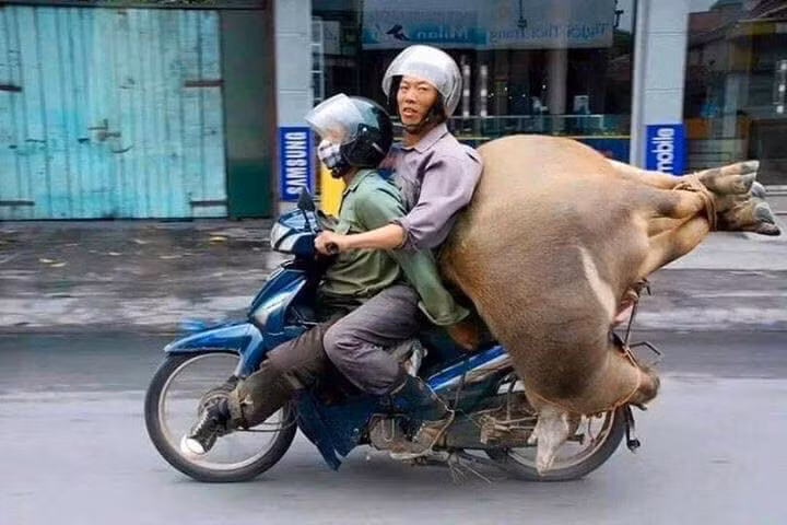Từ trâu, bò, lợn, gà, thậm chí cả cá sấu đều được người dân chất lên xe máy và trở ra đường bình thường là hình ảnh không hiếm gặp nếu bạn có dịp ra của ngõ của những thành phố lớn như Hà Nội, Sài Gòn.