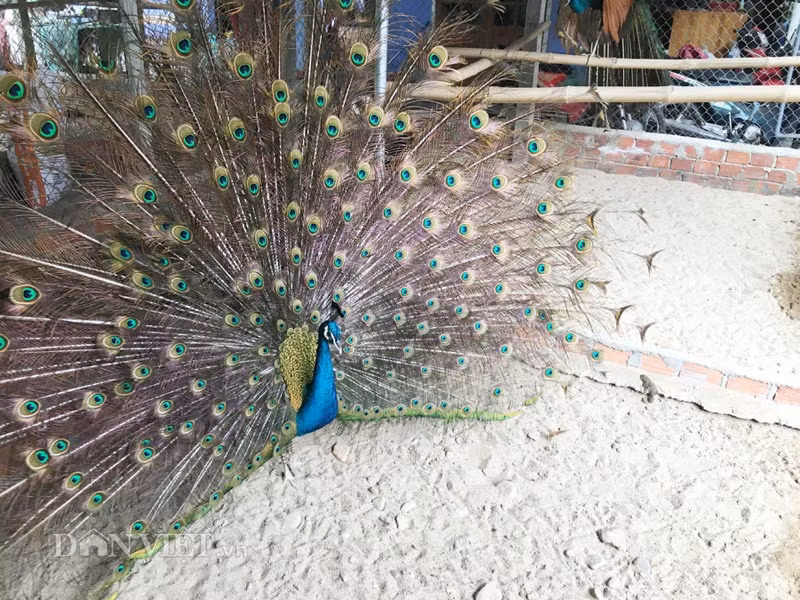 Lý giải về việc chim công ngày càng được người nuôi trong tỉnh và một số khu vực lân cận ưa chuộng mua về, chị Năm lý giải: Tuy giá hơi đắt thế nhưng với bộ lông đẹp sặc sỡ và điệu múa đầy mê hoặc cho nên chim công được ví là "nữ hoàng vật cảnh".