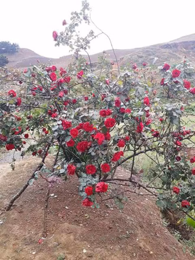 Mới đây, thông tin một cây hồng cổ đắt giá bị người lạ đánh ô tô vào tận sân nhà bứng trộm gây xôn xao cộng đồng mạng. Chủ nhân của cây hồng đó là cậu bé dân tộc Thái tên Hà Văn Lương, trú tại xã Vân Hồ, huyện Vân Hồ, tỉnh Sơn La.