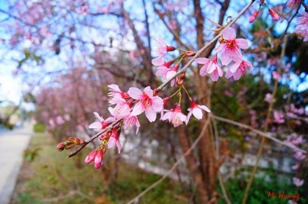 Diem du lich nao hut hon gioi tre vao thang 3?