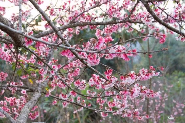 Trong tháng 3, nếu chưa có điều kiện đi Đà Lạt ngắm hoa anh đào thì các bạn trẻ có thể chọn Mường Phăng để thay thế. Tại đây những bông hoa anh đào thuộc giống Edohigan Sakura của đào Kyushu sẽ khiến bạn phải mải miết ngắm nhìn và cám dỗ bạn bằng sắc hương của mình.