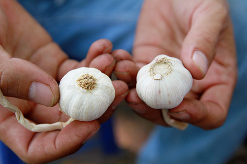 Tỏi Trung Quốc khi chế biến có mùi hăng, vị the the và thường không có mùi thơm. Riêng tỏi ta có mùi thơm dễ chịu và vị cay nồng. Riêng tỏi Lý Sơn có vị cay nồng đặc trưng.