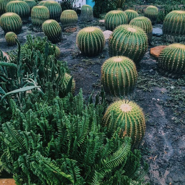 Khu vườn xương rồng của các bạn trẻ Sài thành nằm trong khuôn viên của công viên văn hóa Đầm Sen. Ở đây có đủ loại xương rồng kích cỡ từ lớn đến bé, hình thù đa dạng đẹp mắt, bất kỳ góc nào cũng tạo background siêu lung linh cho bạn tạo dáng phô diễn. Ảnh: fox1203.