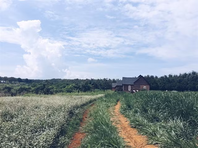 Bên cạnh cánh đồng hoa tam giác mạch và hoa hướng dương, Dalat Milk Farm còn có các bãi cỏ cao đến nửa thân người, làm cảnh nền cho những bức ảnh trở nên "ảo diệu" hơn.
