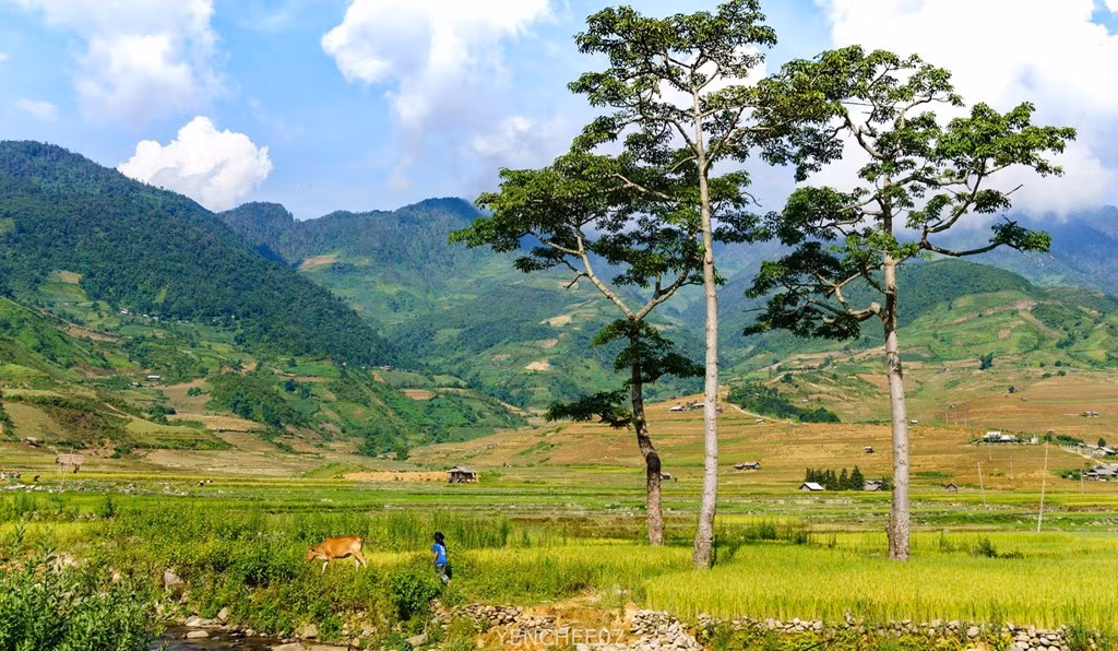 Ở xã Tú Lệ (huyện Văn Chấn) và xã Cao Phạ (huyện Mù Cang Chải, Yên Bái), bà con cấy 2 vụ lúa trong năm. Thời điểm này, Tú Lệ và trên cả thung lũng Cao Phạ hiện lên với rất nhiều màu sắc của cả đổ nước, mạ non, lẫn lúa xanh, lúa chín, tạo nên một bức tranh màu sắc vô cùng tươi đẹp.