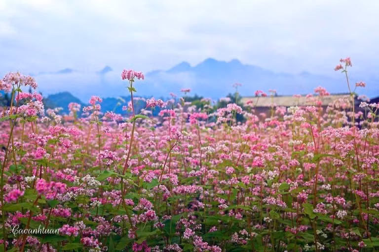 Bước vào cánh đồng tam giác mạch, bạn sẽ phải bất ngờ bởi những bông hoa tuy bé xíu thôi nhưng nó lại khiến ta mê hoặc và say đắm đến vậy. Ảnh: Caoanhtuan.