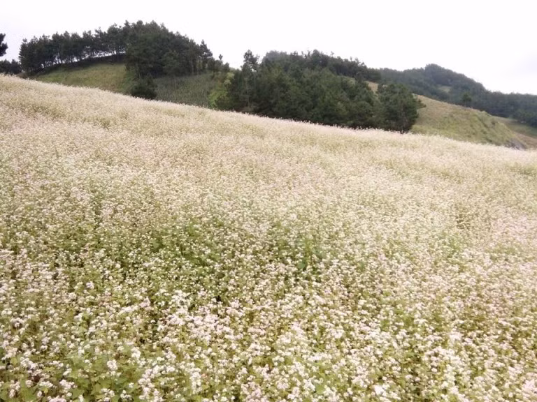 Nhắc đến hoa tam giác mạch thì người ta thường nghĩ ngay đến cao nguyên đá Hà Giang, nhưng ít ai biết rằng, ở Mộc Châu vào mùa thu, hoa tam giác mạch cũng bắt đầu nở rộ, khoe sắc cùng những đồi chè xanh mướt và đồng cải trắng tinh khôi. Ảnh: Minhtun